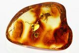 Two Detailed Fossil Ants (Dolichoderinae) In Baltic Amber #381219-1